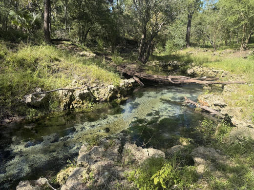 Suwannee Blue Spring